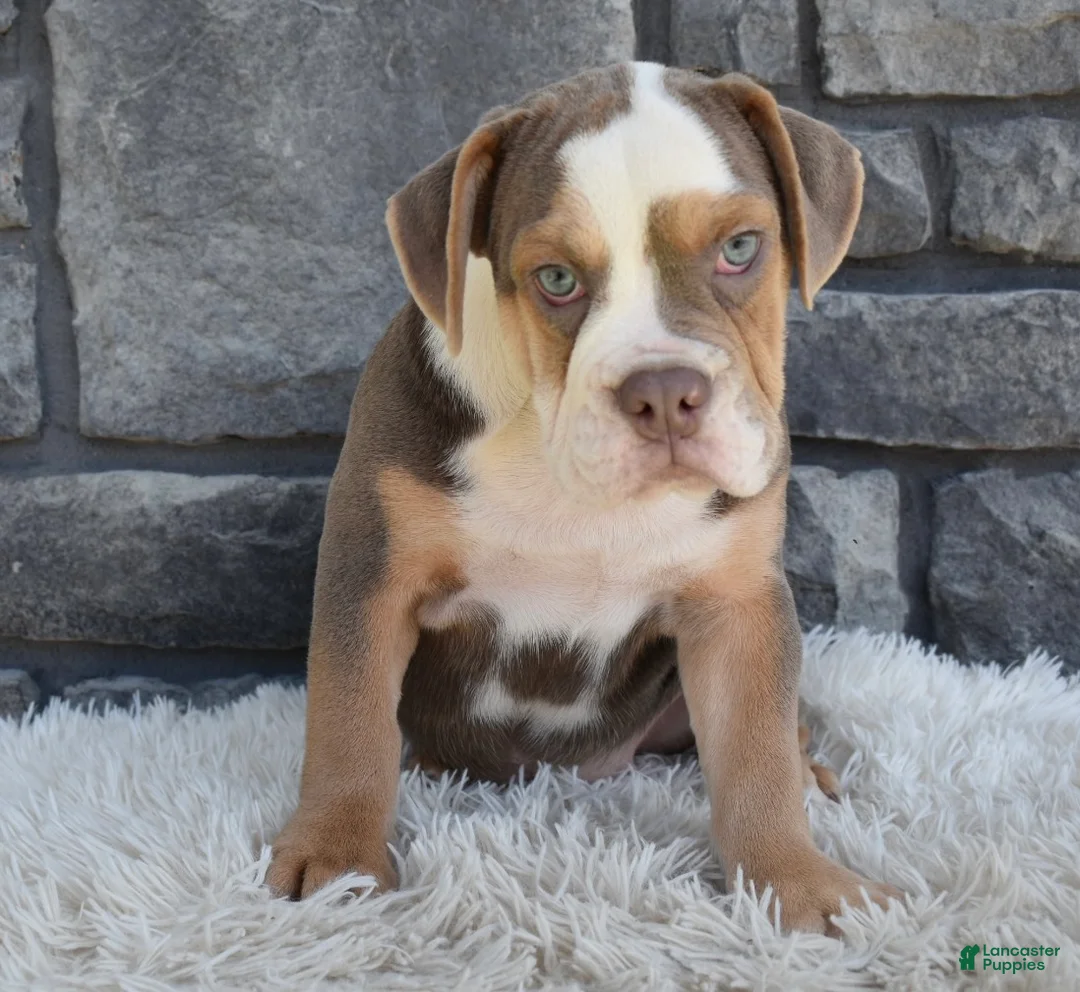 Beabull dogs for sale: Bonnie - Ad 4
