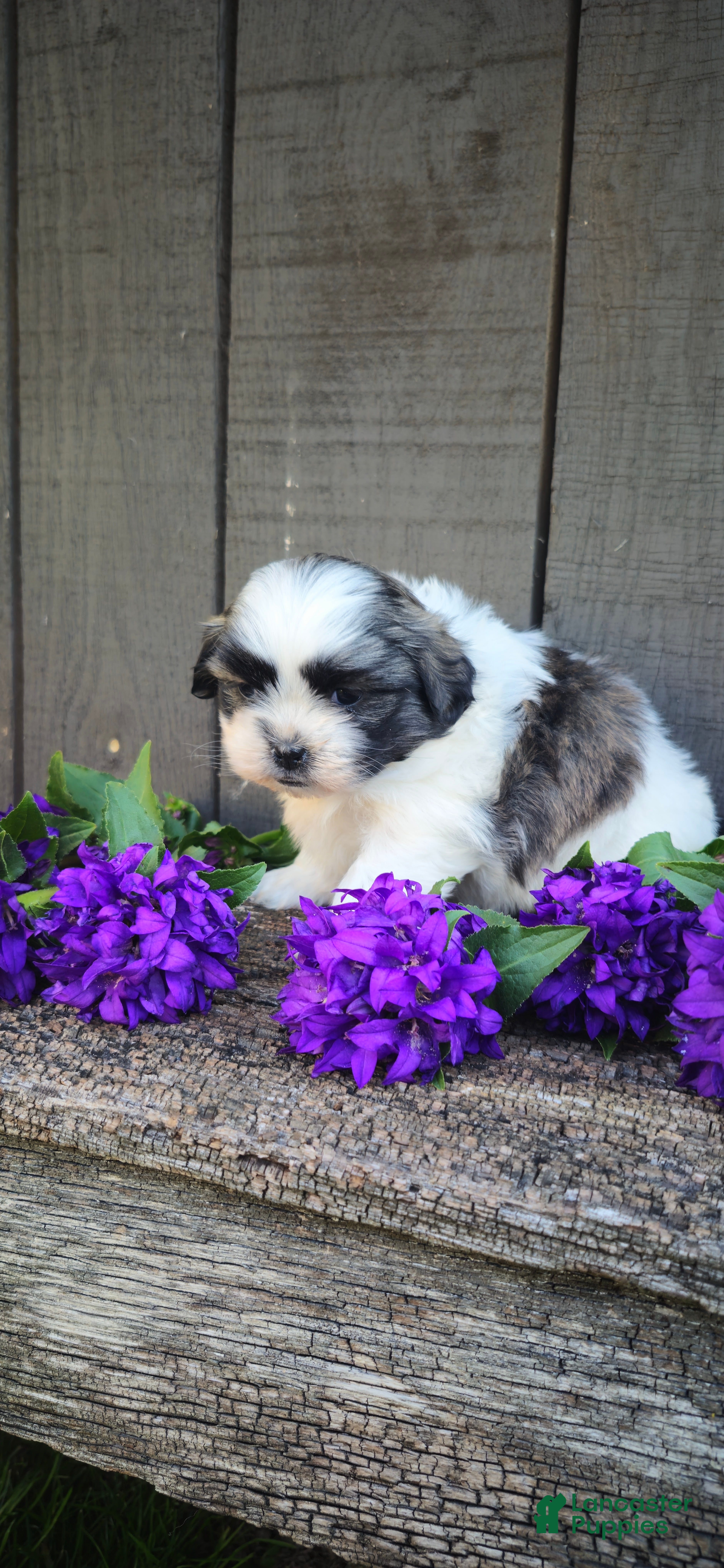 Teddy Bear dogs Macey - Ad 2