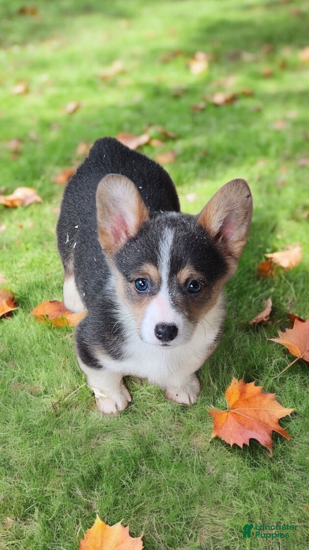 Welsh Corgi Pembroke dogs for sale: Annie Bluie  - Ad 13