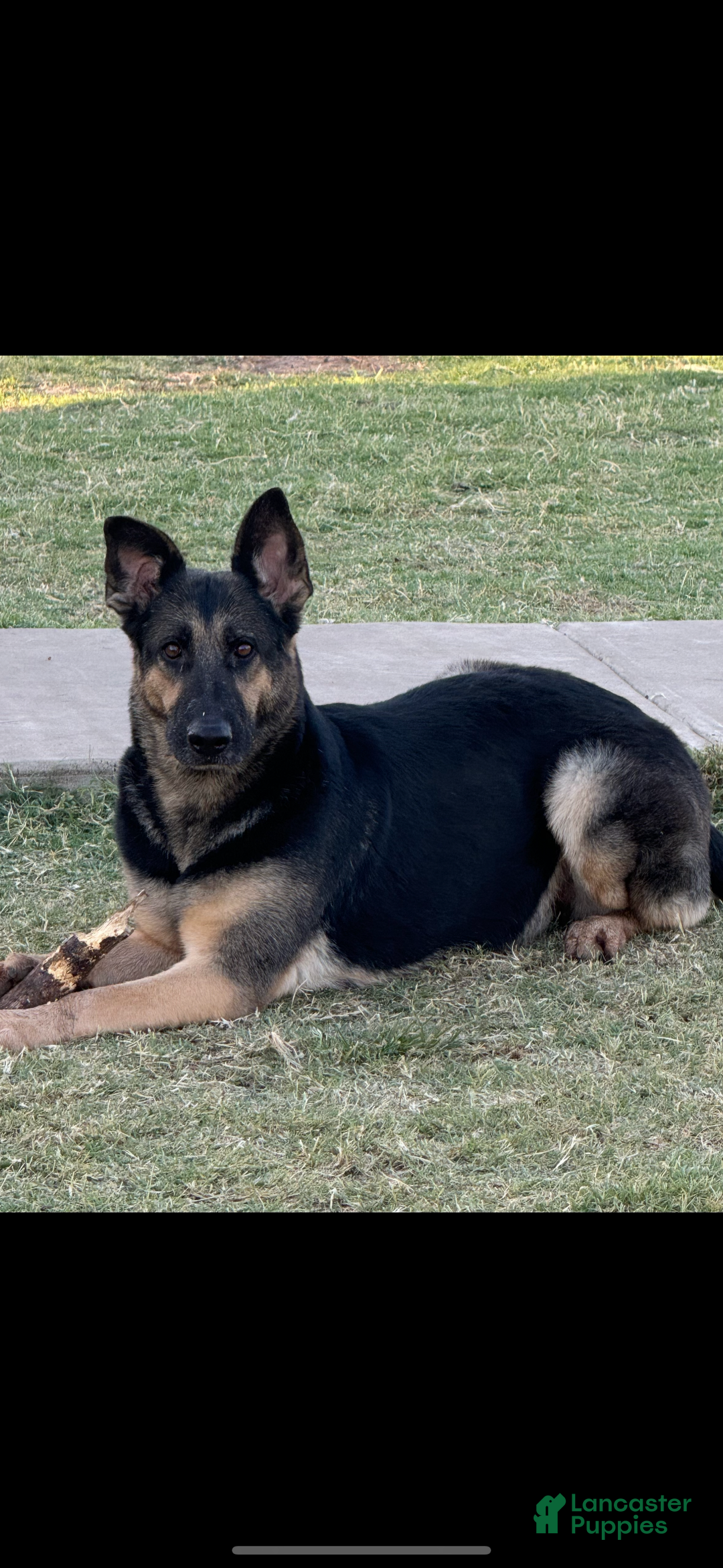 Year Old Black German Shepherd Female Pink Collared Female