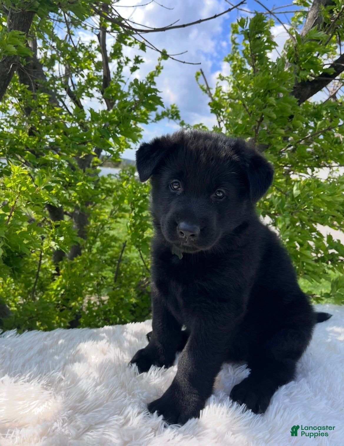 German Shepherd dogs Missy  - Ad 1