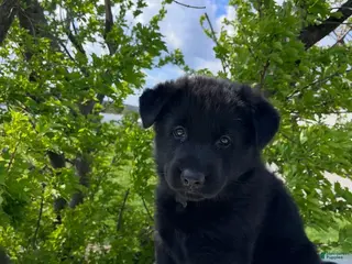 German Shepherd dogs for sale: Missy - Ad 3