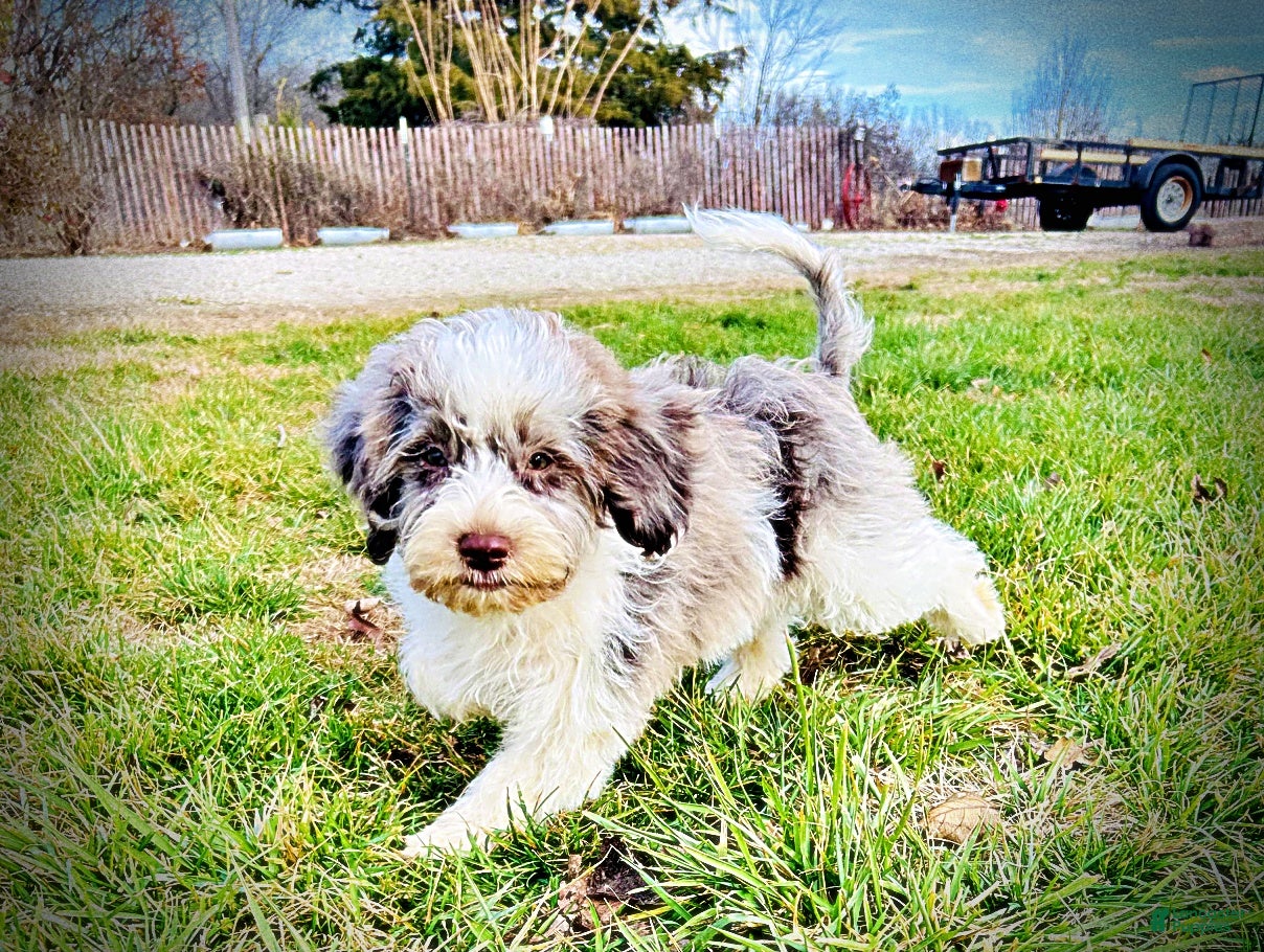 Havapoo dogs Pixie - Ad 4