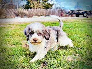 Havapoo dogs Pixie - Ad 13