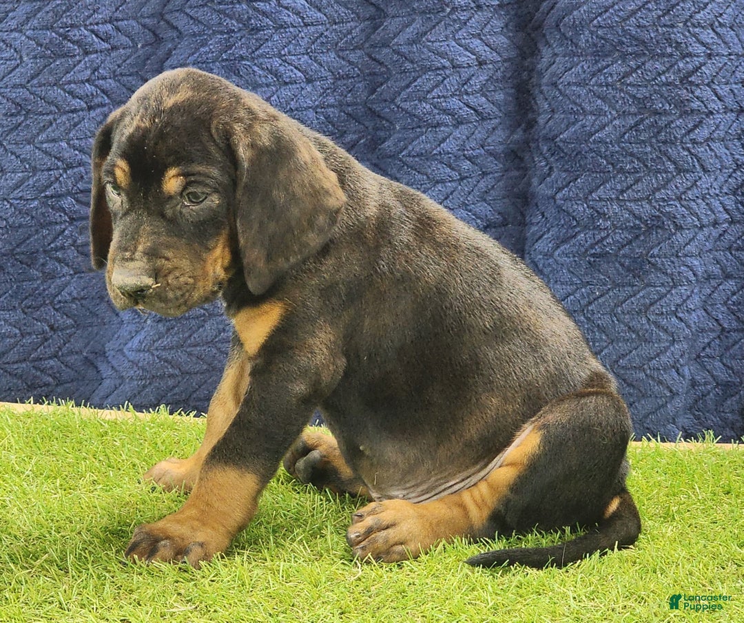 Mixed Breed dogs for sale: 2025 Bloodahoula Male 1 "Curly" - Ad 8