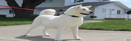Akita dogs for sale: AKC Ice - Ad 13