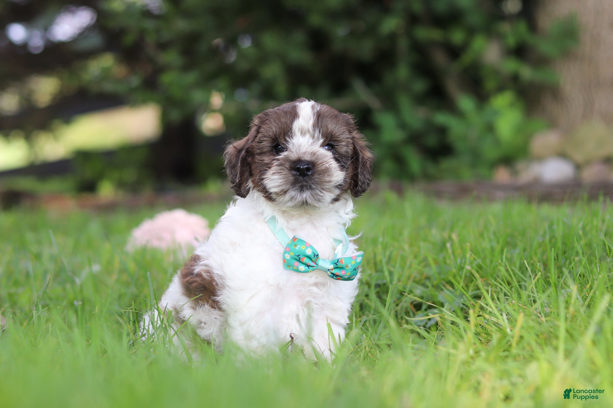 Cockapoo dogs Ace - Ad 1