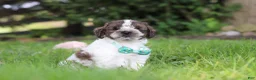 Cockapoo dogs for sale: Ace - Ad 1