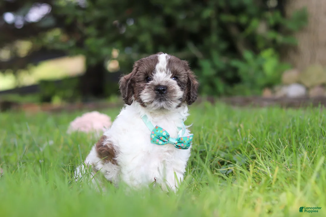 Cockapoo dogs for sale: Ace - Ad 1