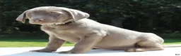 Labrador Retriever dogs for sale: Tiana - Ad 3