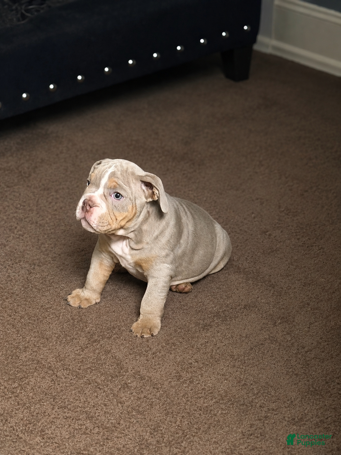 English Bulldog dogs English Bulldog 2 - Ad 1