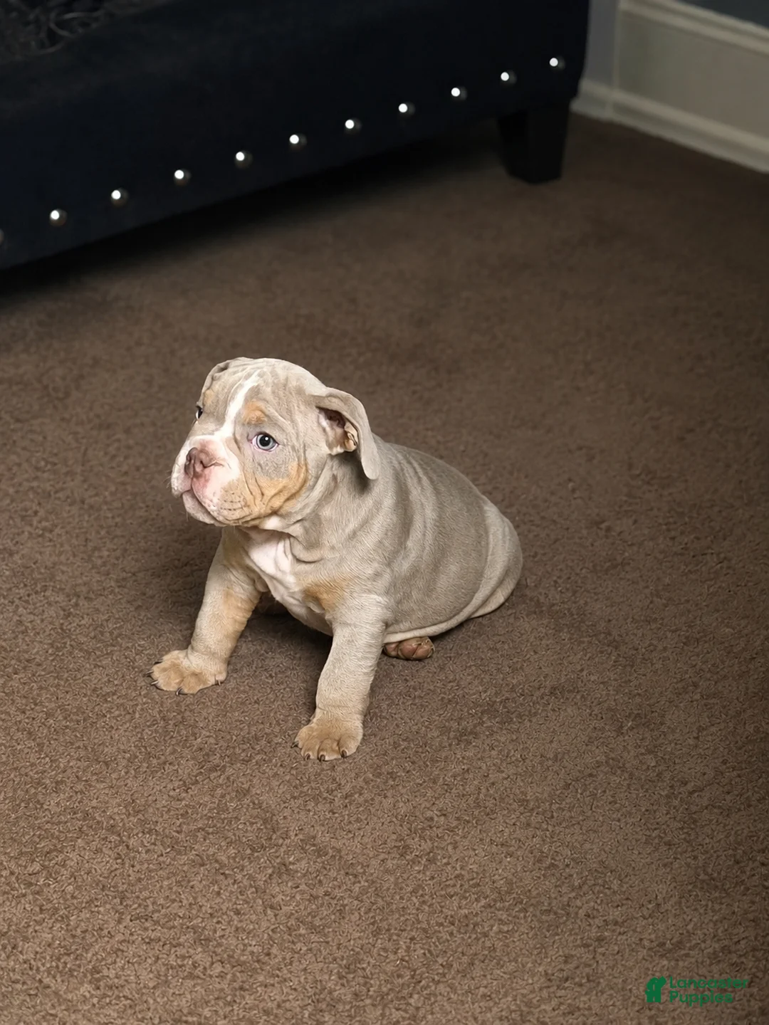 English Bulldog dogs for sale: English Bulldog 2 - Ad 1