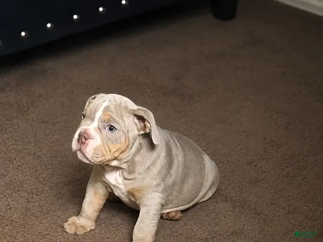 English Bulldog dogs for sale: English Bulldog 2 - Ad 1