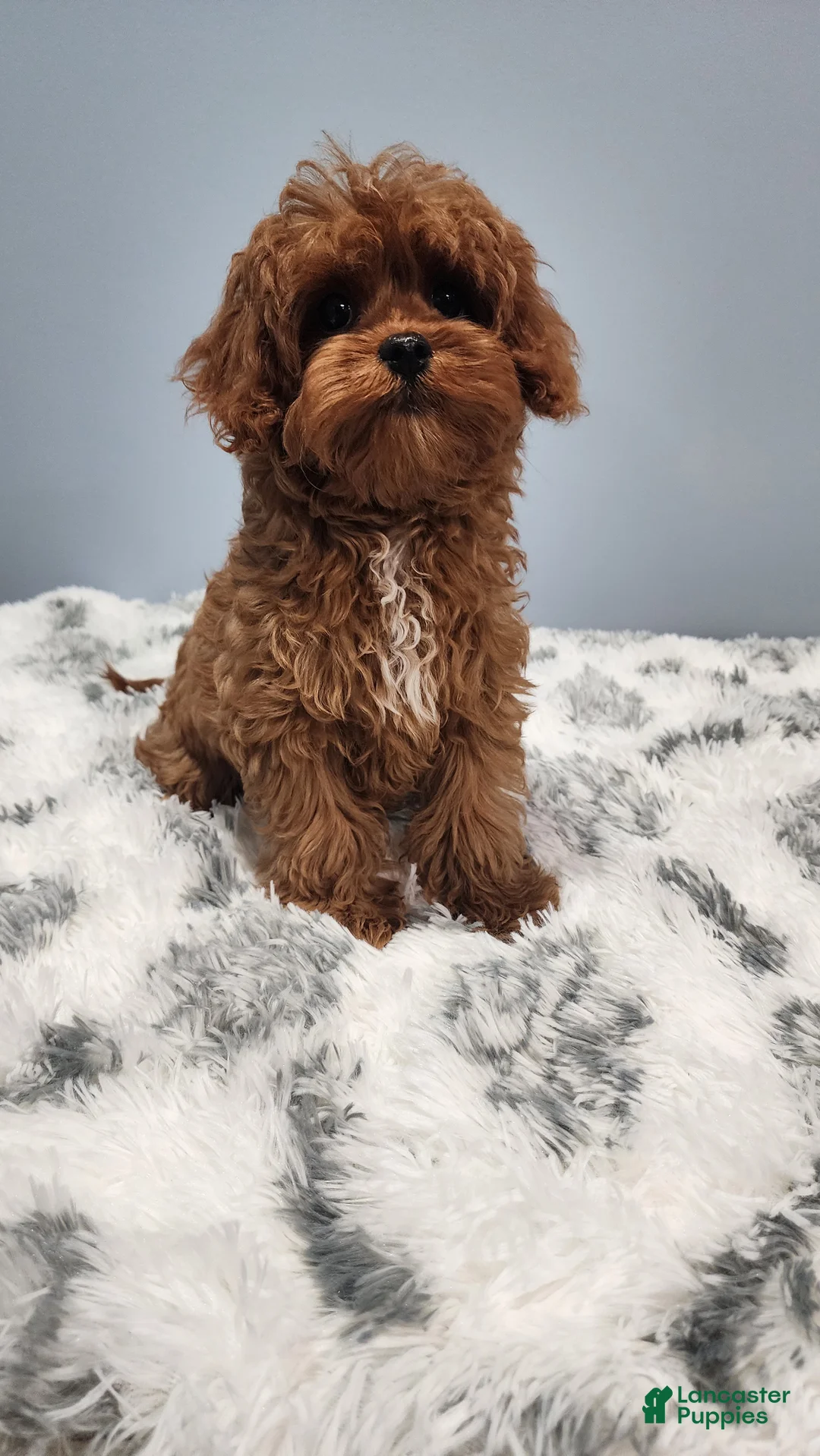 Cavapoo dogs for sale: Dumpling - Ad 2