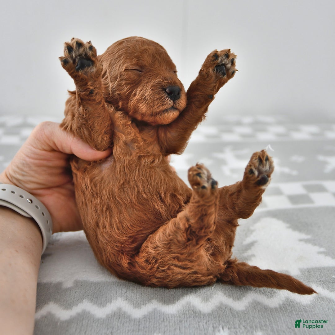 Mini Goldendoodle dogs for sale: Cinnamon - Ad 3