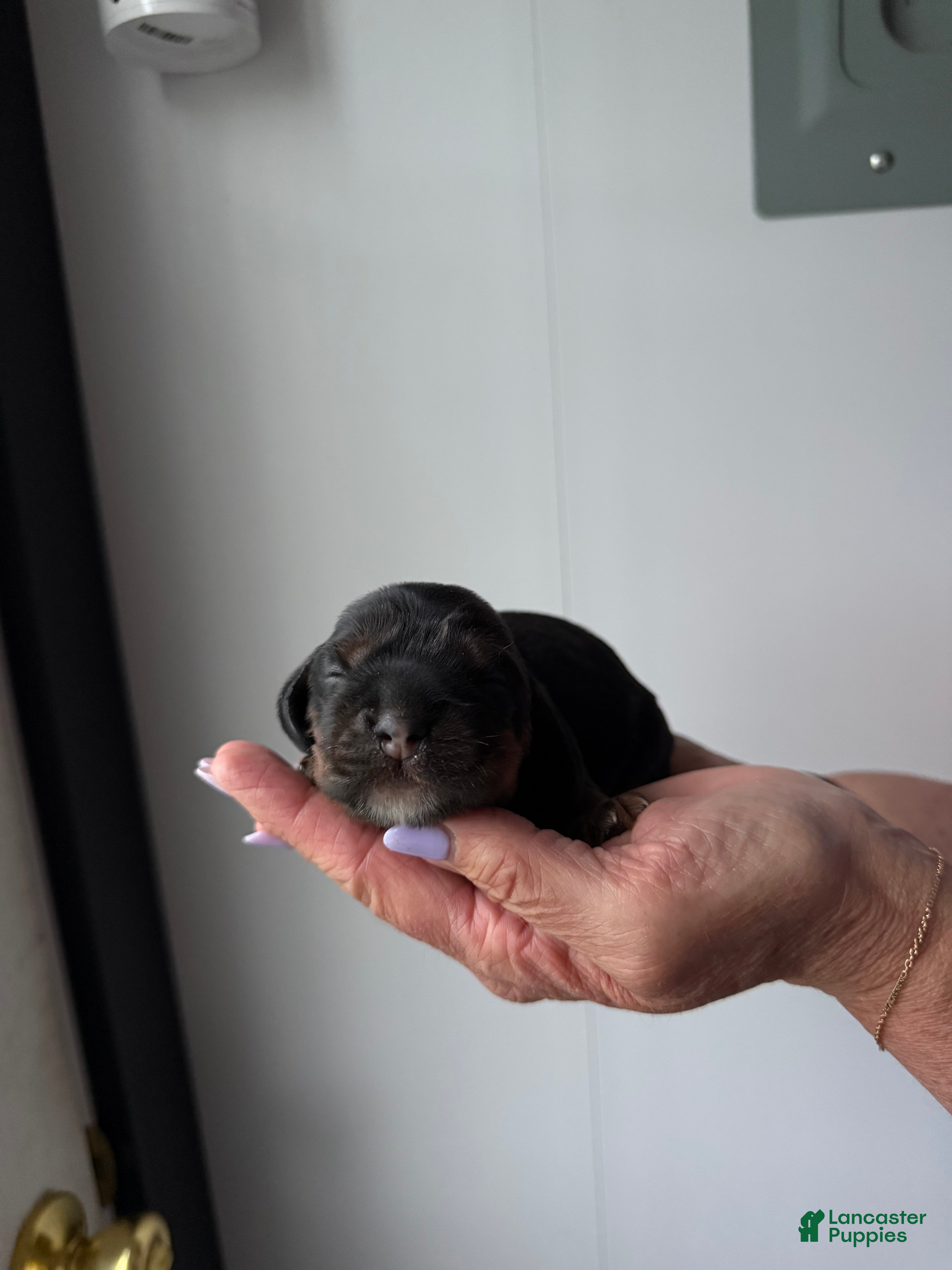 Cocker Spaniel dogs Enzo - Ad 2