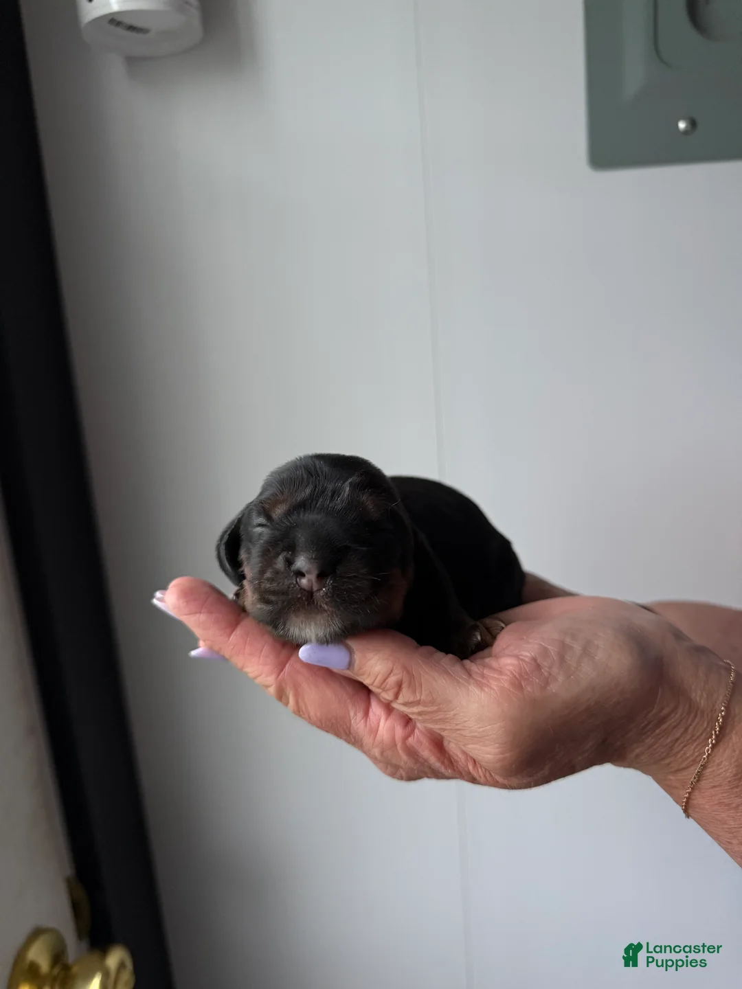 Cocker Spaniel dogs for sale: Enzo - Ad 2