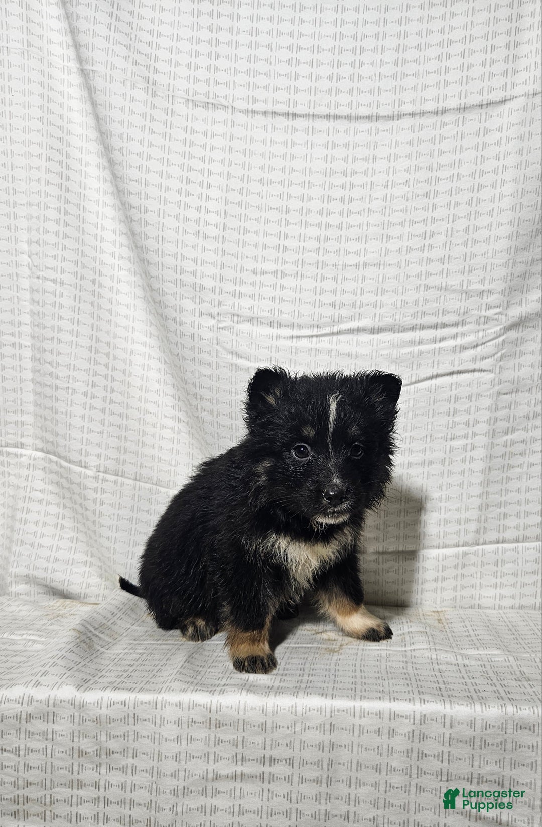 Mixed Breed dogs for sale: Carly - Ad 4