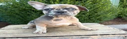French Bulldog dogs for sale: Dixie - Ad 2