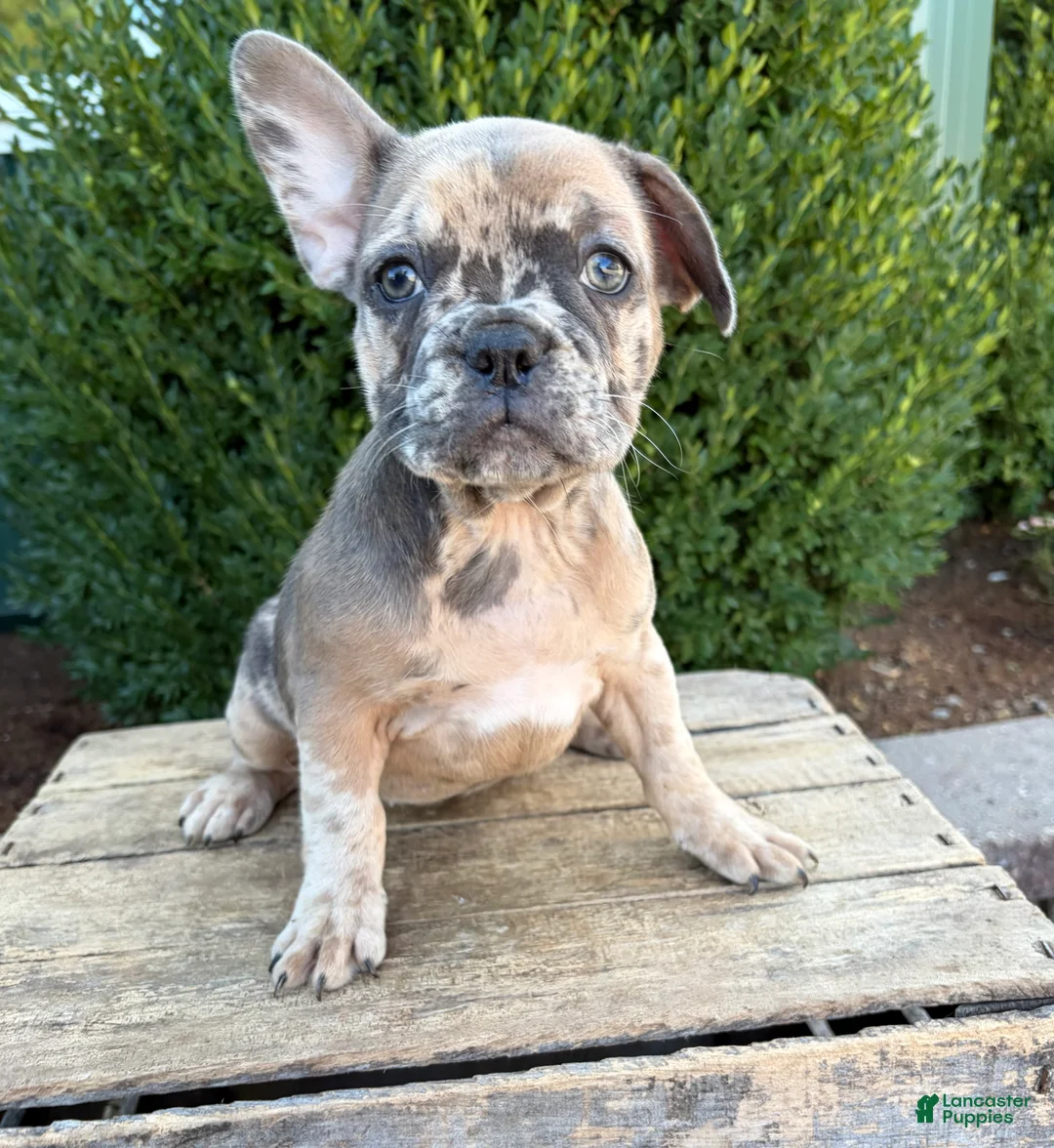 French Bulldog dogs for sale: Dixie - Ad 2