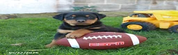 Rottweiler dogs for sale: Titan - Ad 1