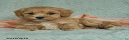 Maltipoo dogs for sale: Mikey - Ad 3
