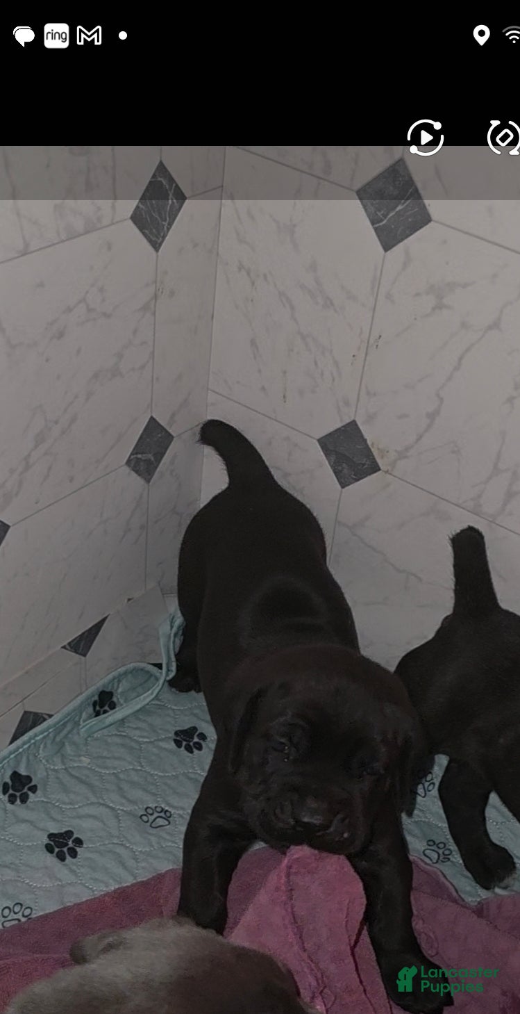 Cane Corso dogs for sale: Rocko (green collar) - Ad 4