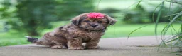 Shihpoo dogs for sale: Lucy - Ad 3