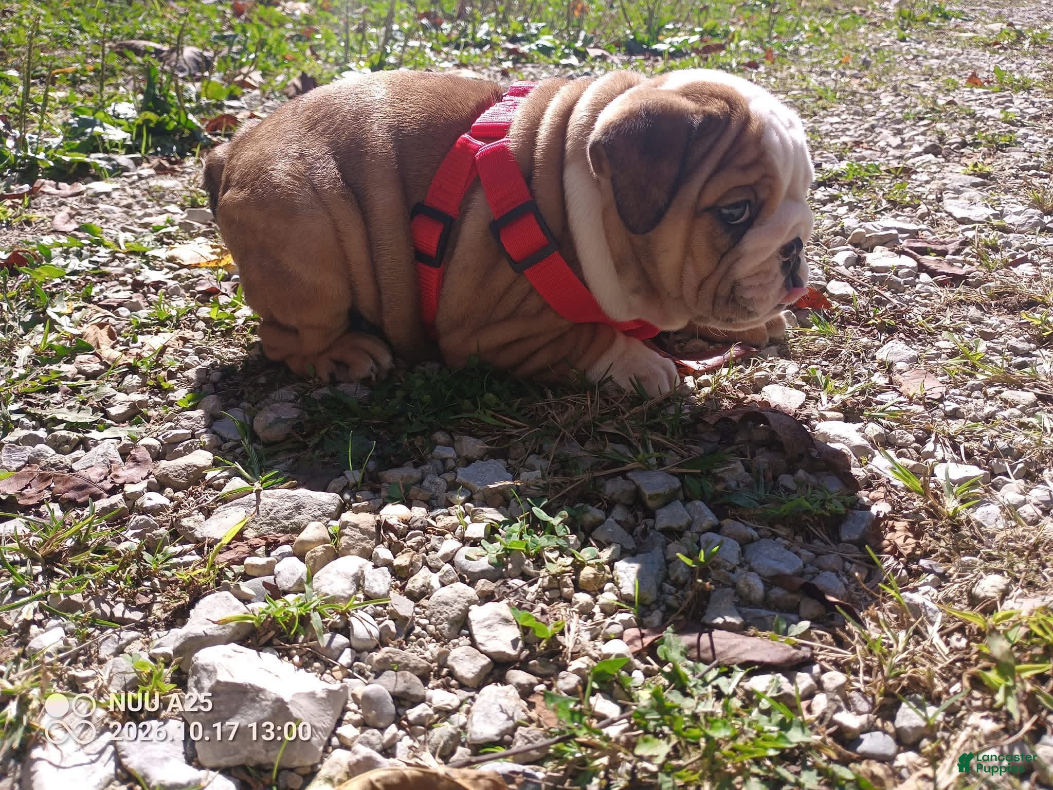 French Bulldog dogs for sale: English Bulldog 2 - Ad 3