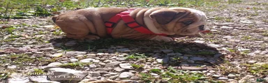 English Bulldog 2