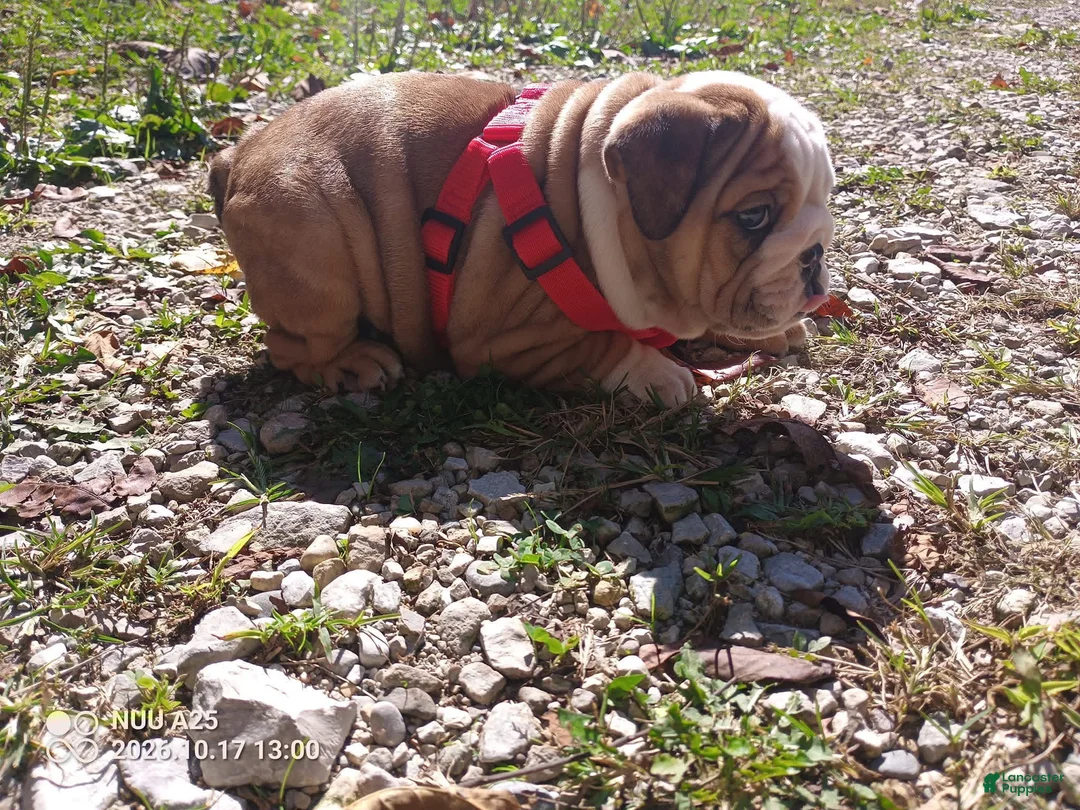 French Bulldog dogs for sale: English Bulldog 2 - Ad 1