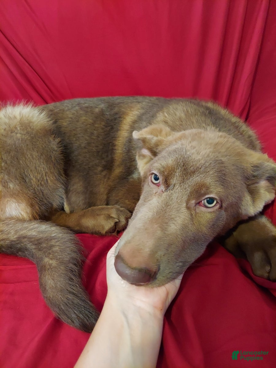 German Shepherd dogs for sale:  Isabella Male  - Ad 5