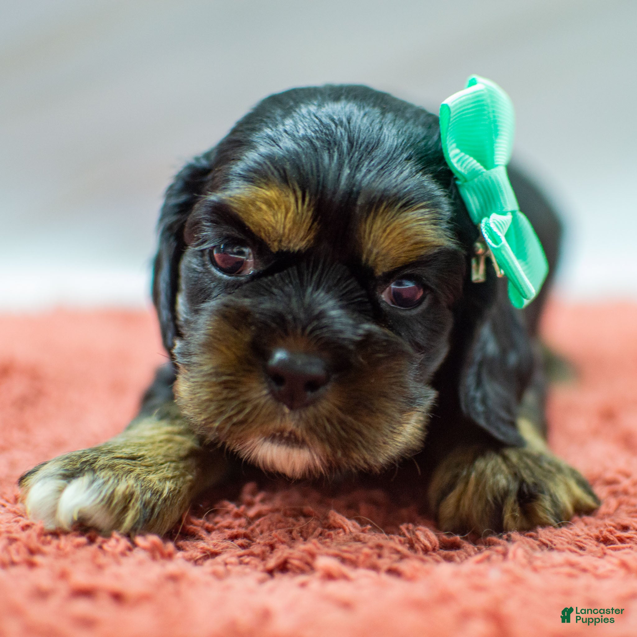 Cocker Spaniel dogs Noelle - Ad 26