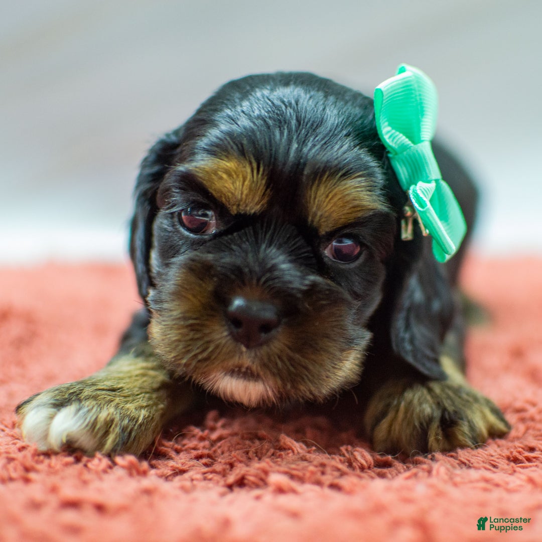 Cocker Spaniel dogs for sale: Noelle - Ad 1