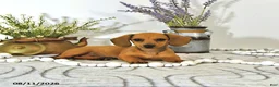 Miniature Dachshund dogs for sale: Amber - Ad 3