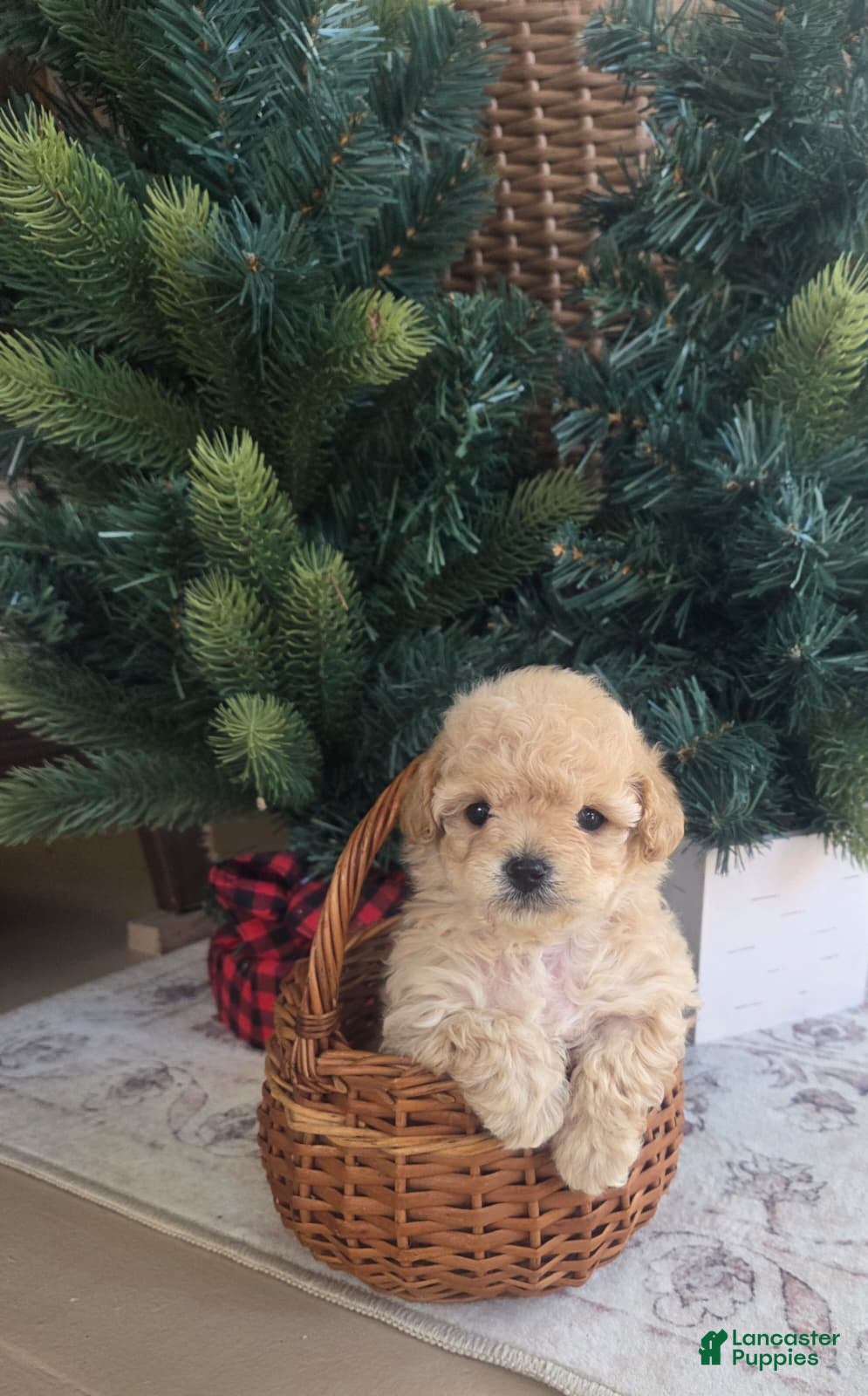 Maltipoo dogs Elsa - Ad 2