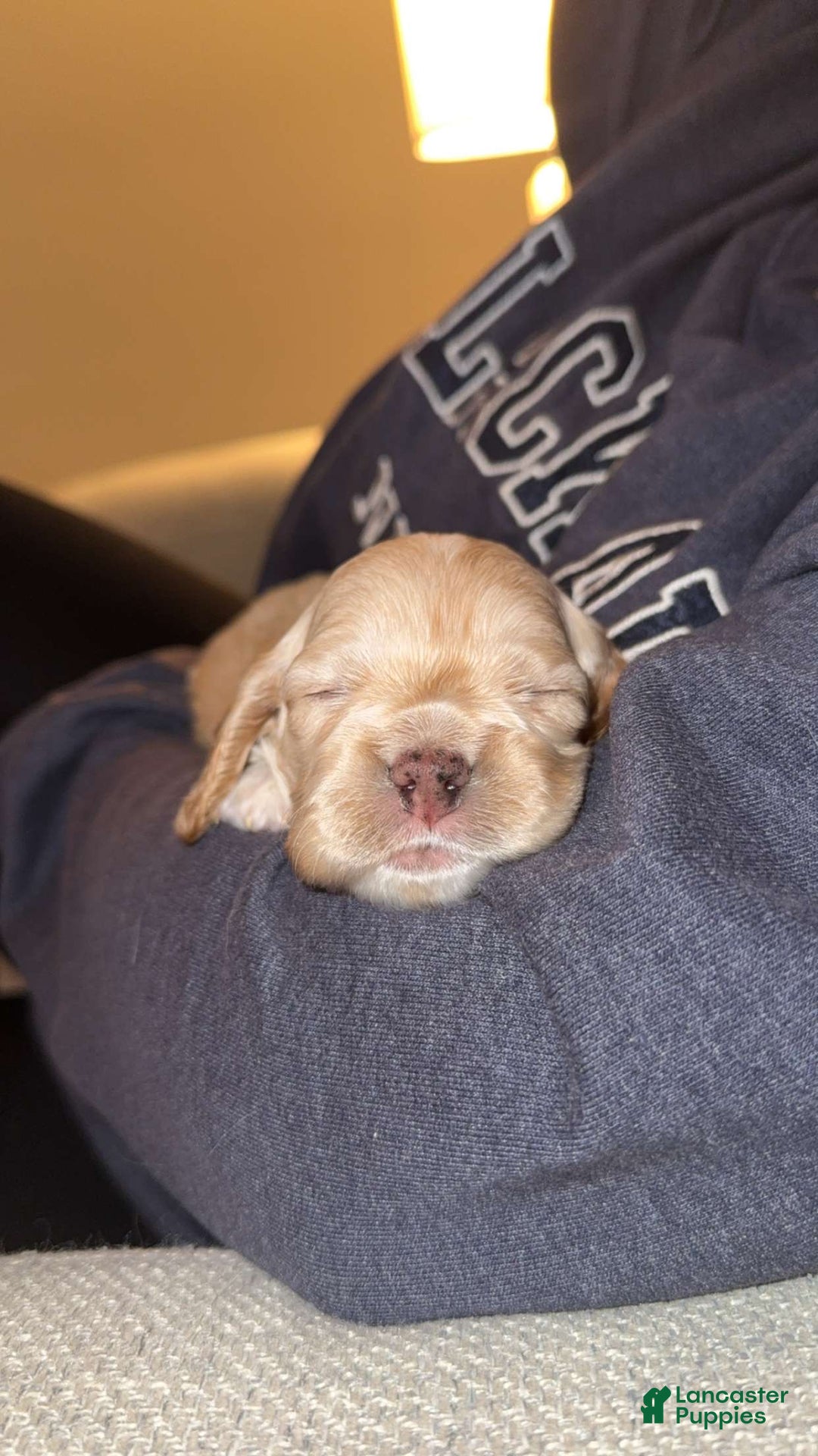 Cocker Spaniel dogs for sale: Teddy - Ad 7