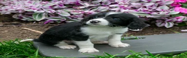 Benny