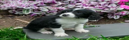 Bernedoodle dogs for sale: Benny - Ad 1