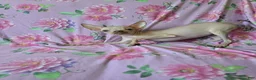 Chihuahua dogs for sale: Hairless Girl  - Ad 3