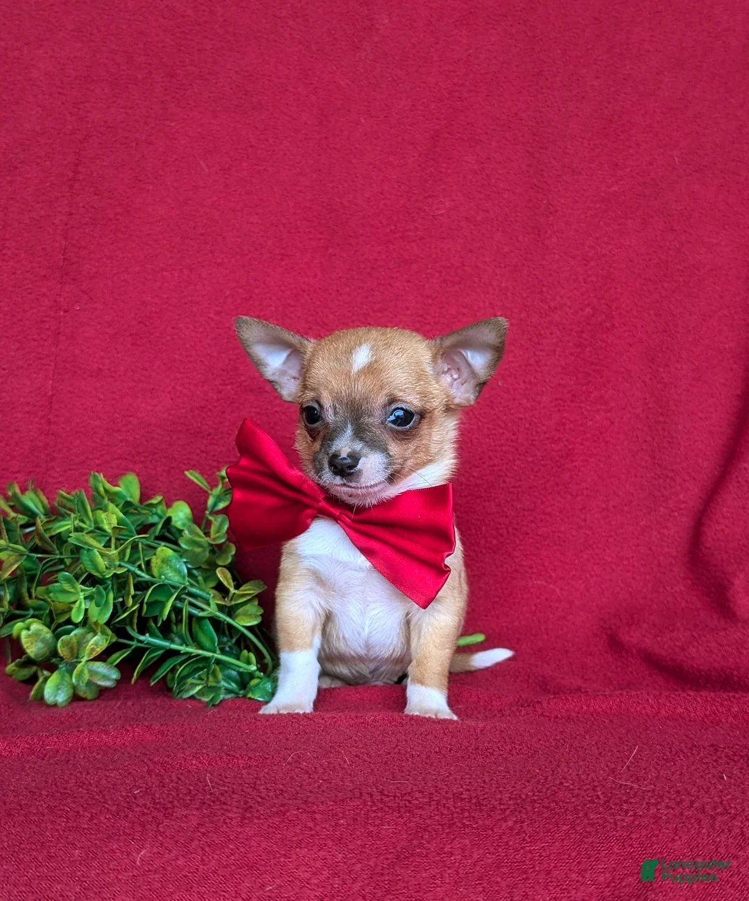 Chihuahua dogs for sale: Jethro 6 lbs Full Grown - Ad 2