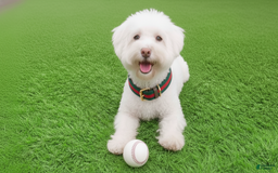 Maltipoo dogs for sale: BEAR - Image 3