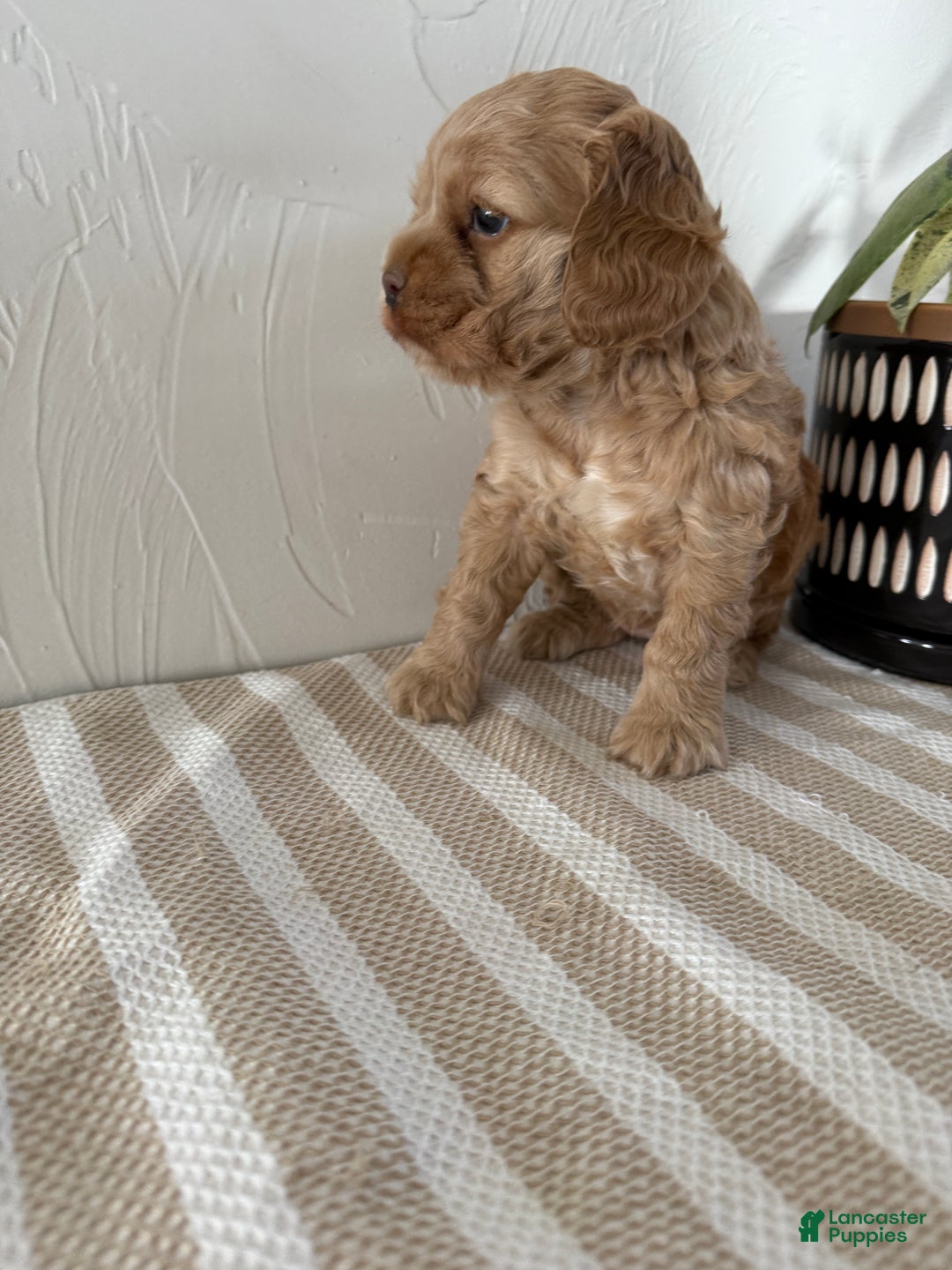 Cocker Spaniel dogs for sale: Daisy - Ad 16