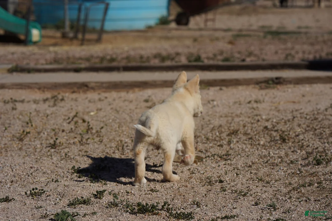 Mixed Breed dogs for sale: Toes M Cream - Ad 21