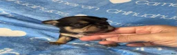 Chihuahua dogs for sale: Jed Short Coat - Ad 4
