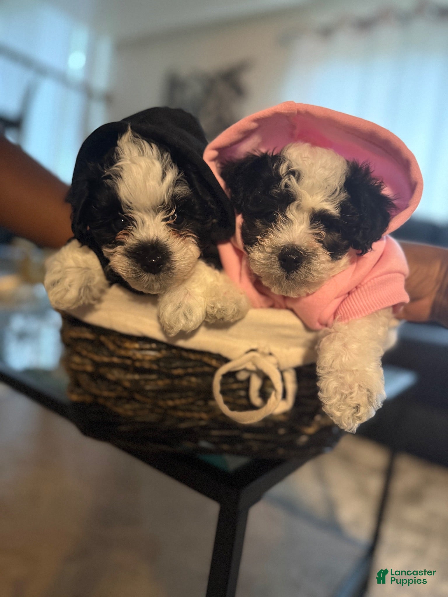 Bichpoo dogs Bichpoo 5 - Ad 1