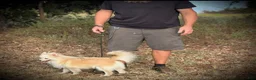 Pomsky dogs for sale: Andy - Ad 6
