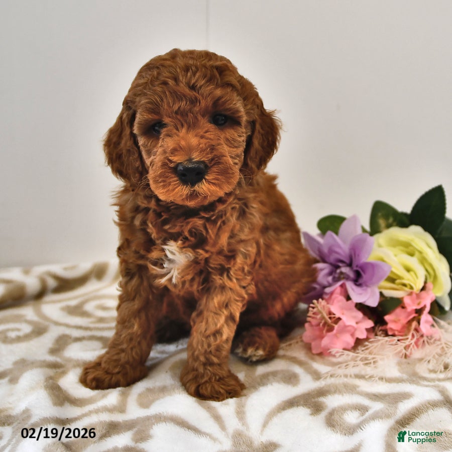 Mini Goldendoodle dogs Brownie - Ad 1