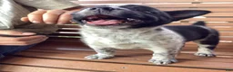Mixed Breed dogs for sale: Baily  - Ad 4