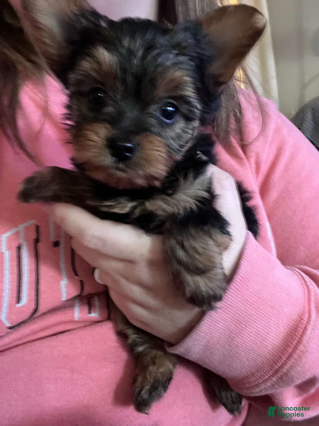 Yorkshire Terrier dogs for sale: Yorkshire Terrier Puppy 5 - Ad 1